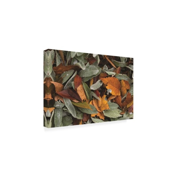 Kurt Shaffer Photographs 'Autumn Leaf Abstract' Canvas Art,12x19